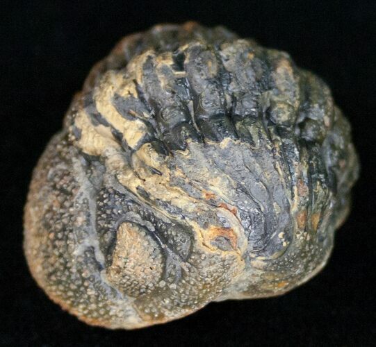 Bumpy, Enrolled Barrandeops (Phacops) Trilobite #11257